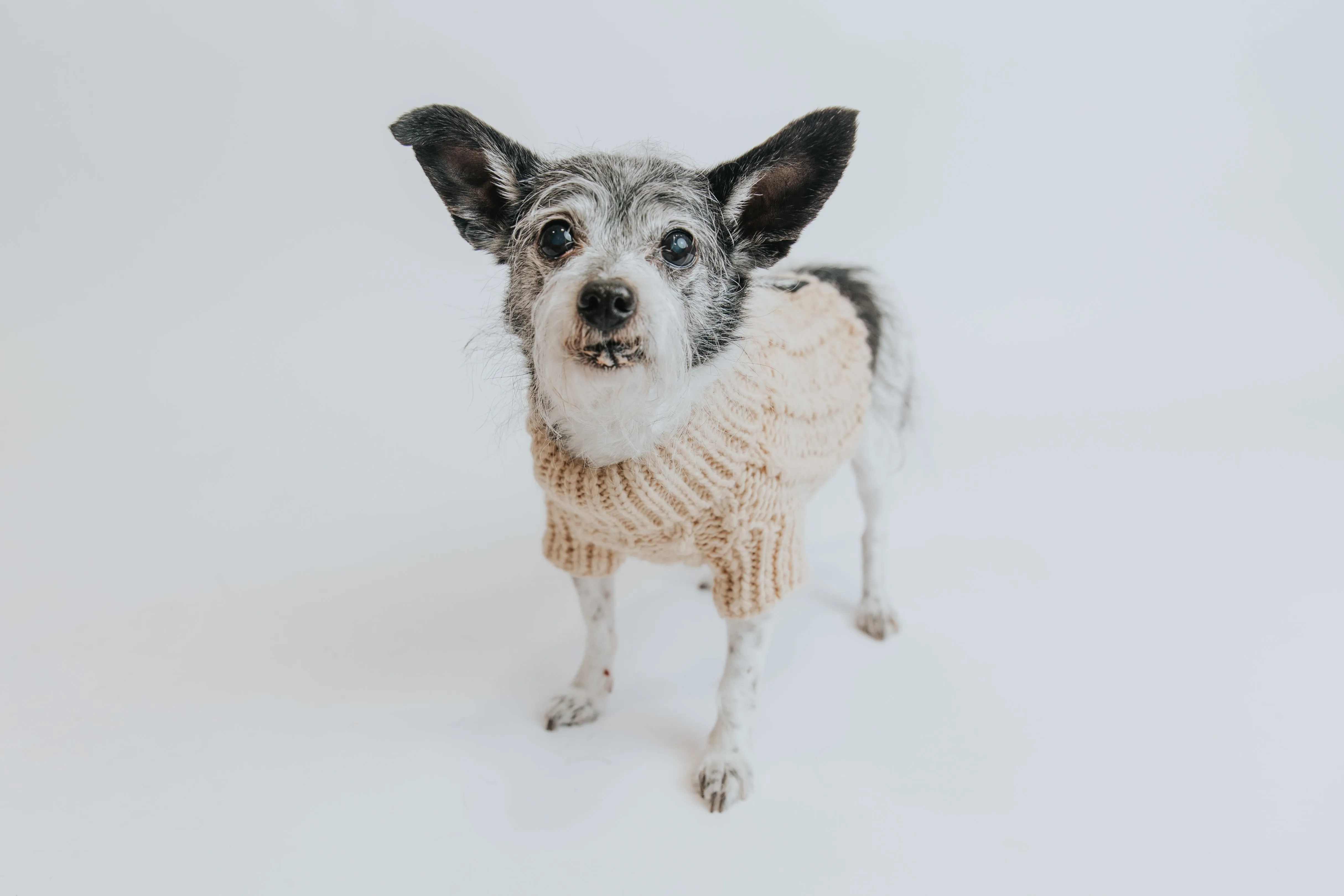 Dog Cable Knit Sweater - Beige