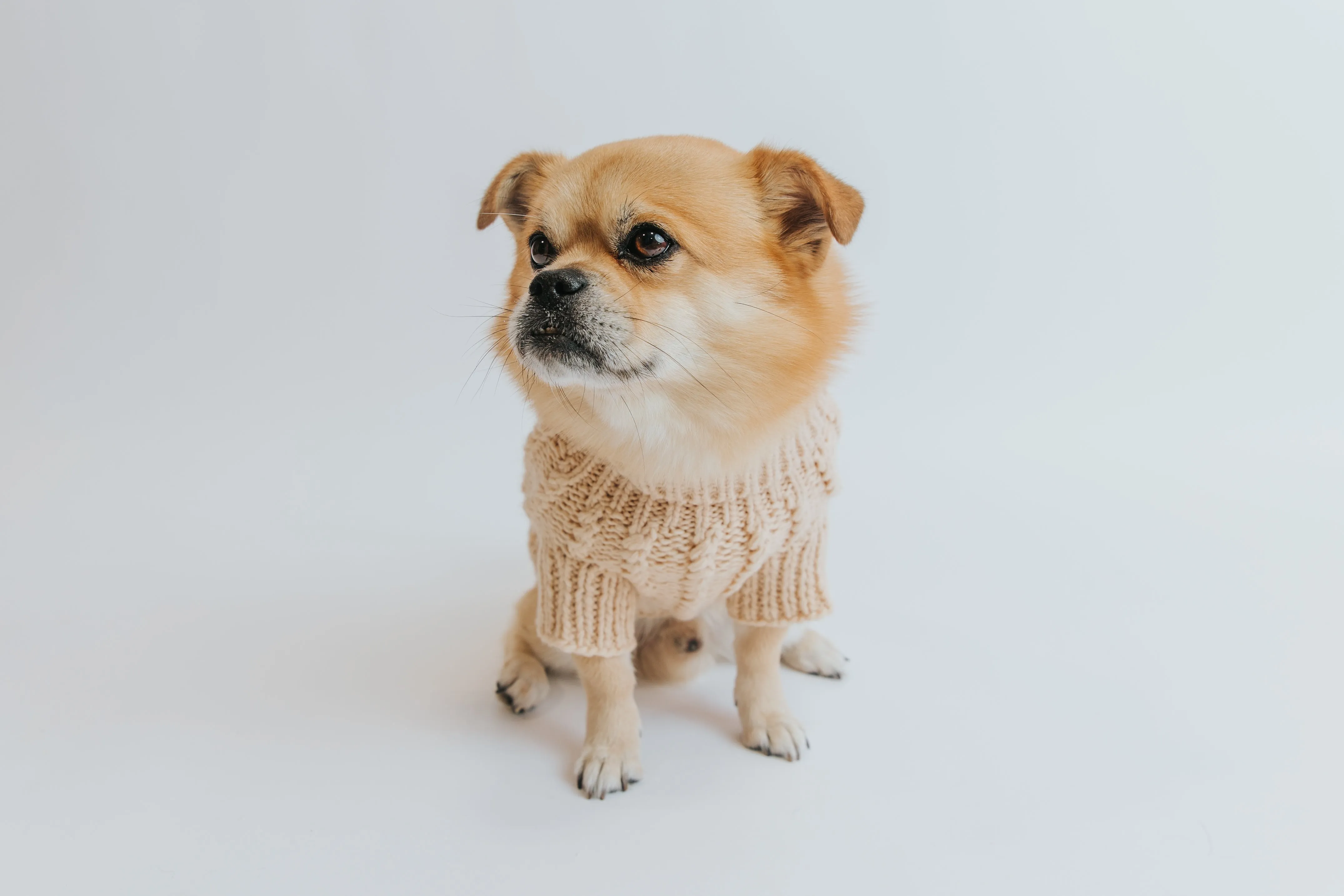 Dog Cable Knit Sweater - Beige