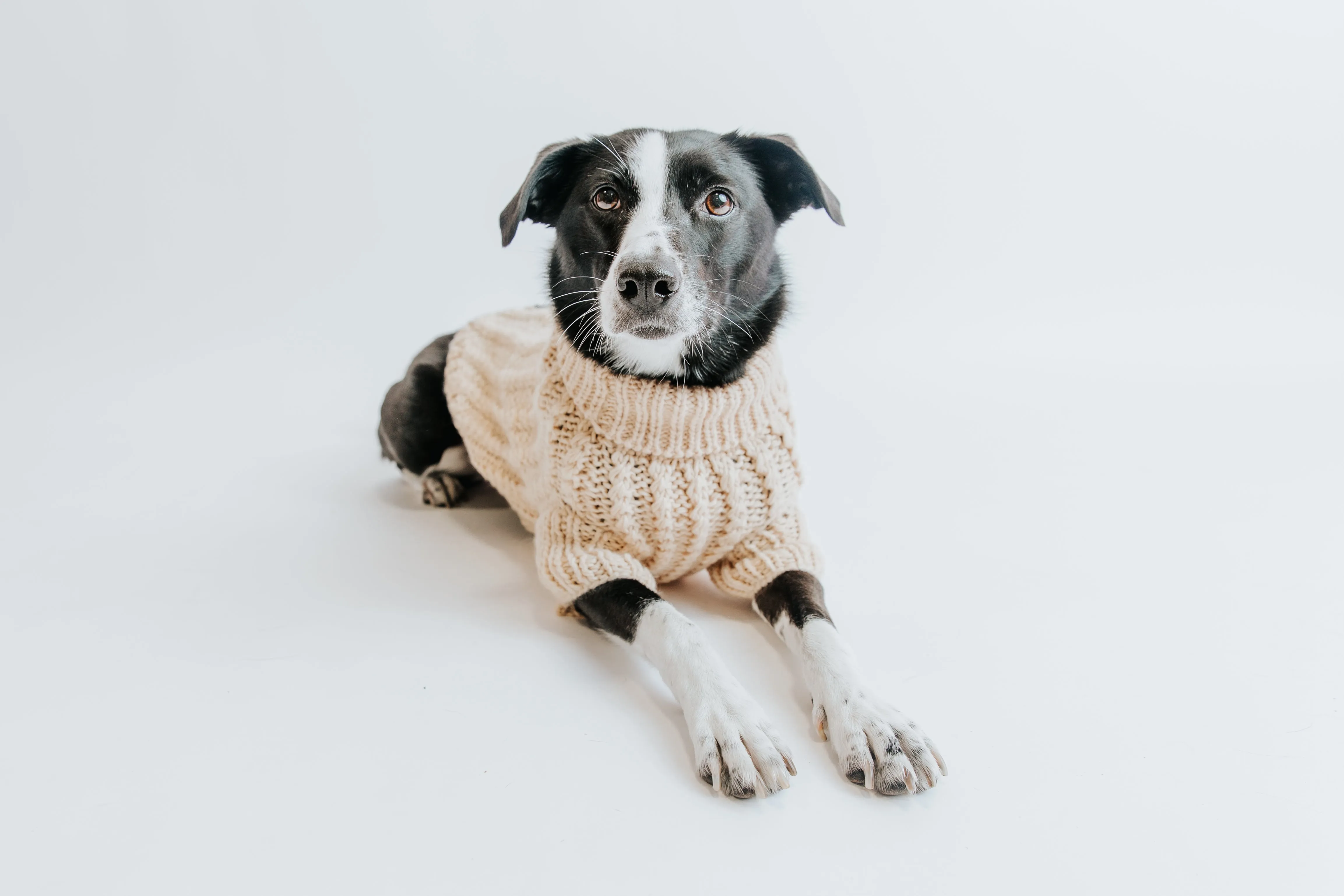 Dog Cable Knit Sweater - Beige