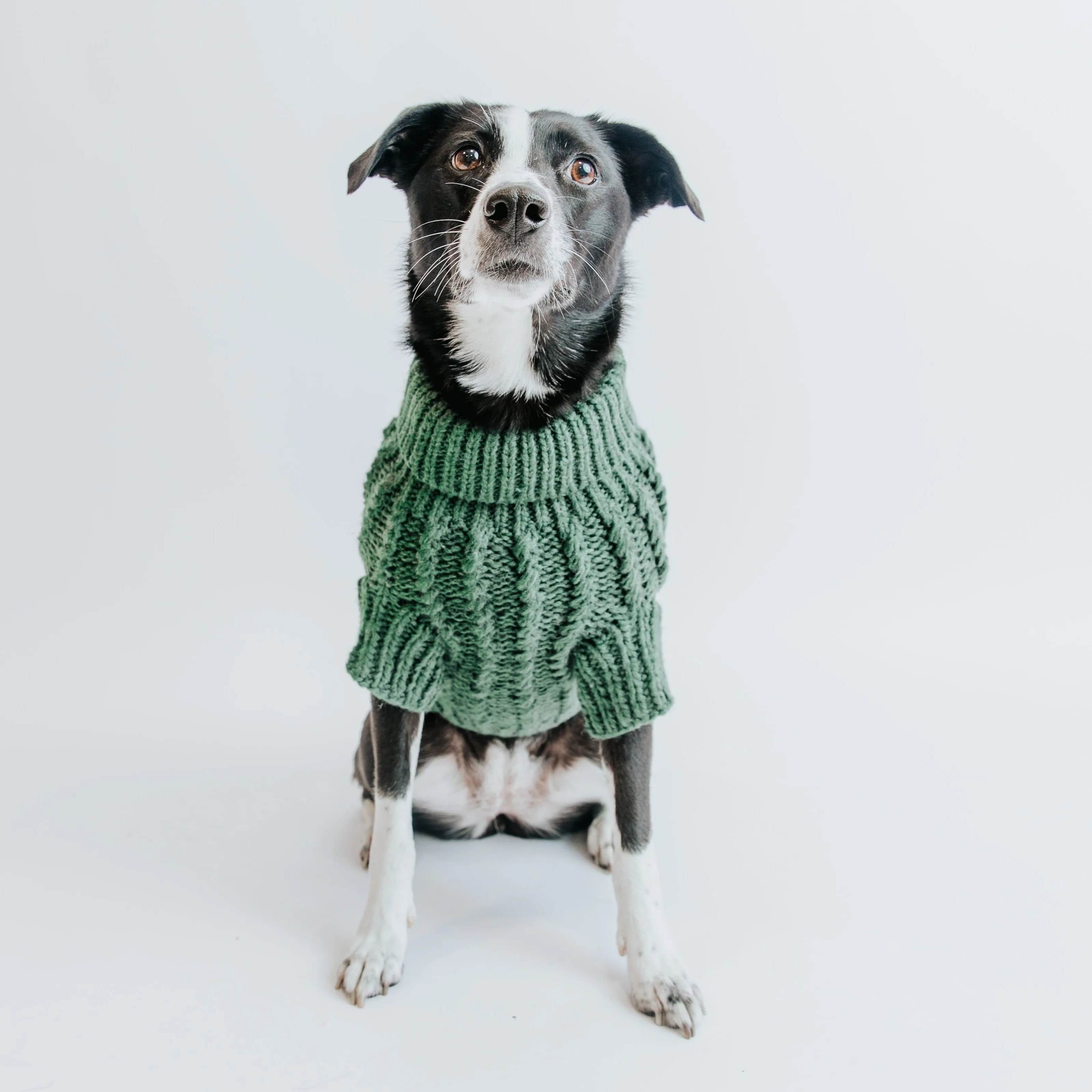 Dog Cable Knit Sweater - Dark Green