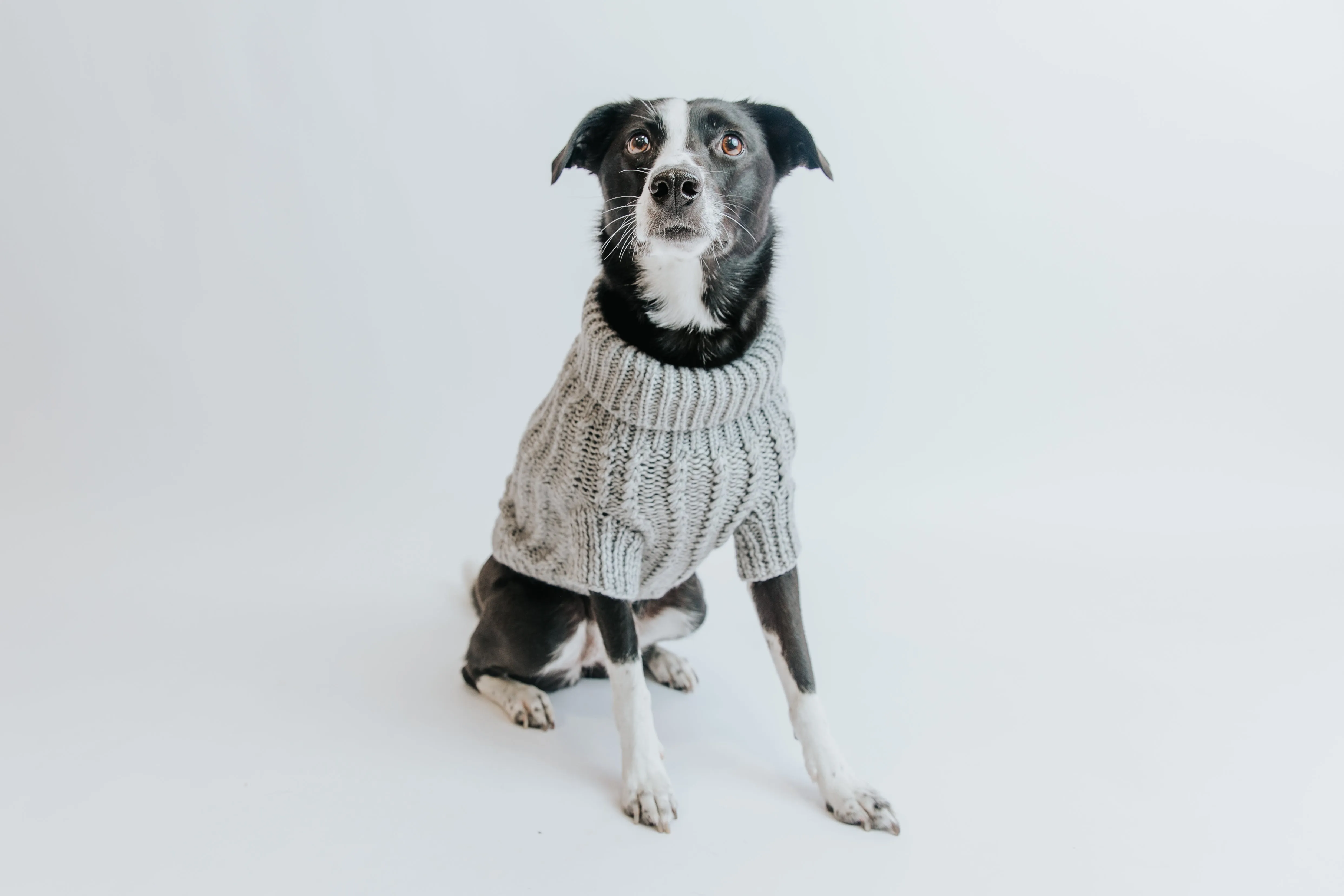 Dog Cable Knit Sweater - Gray