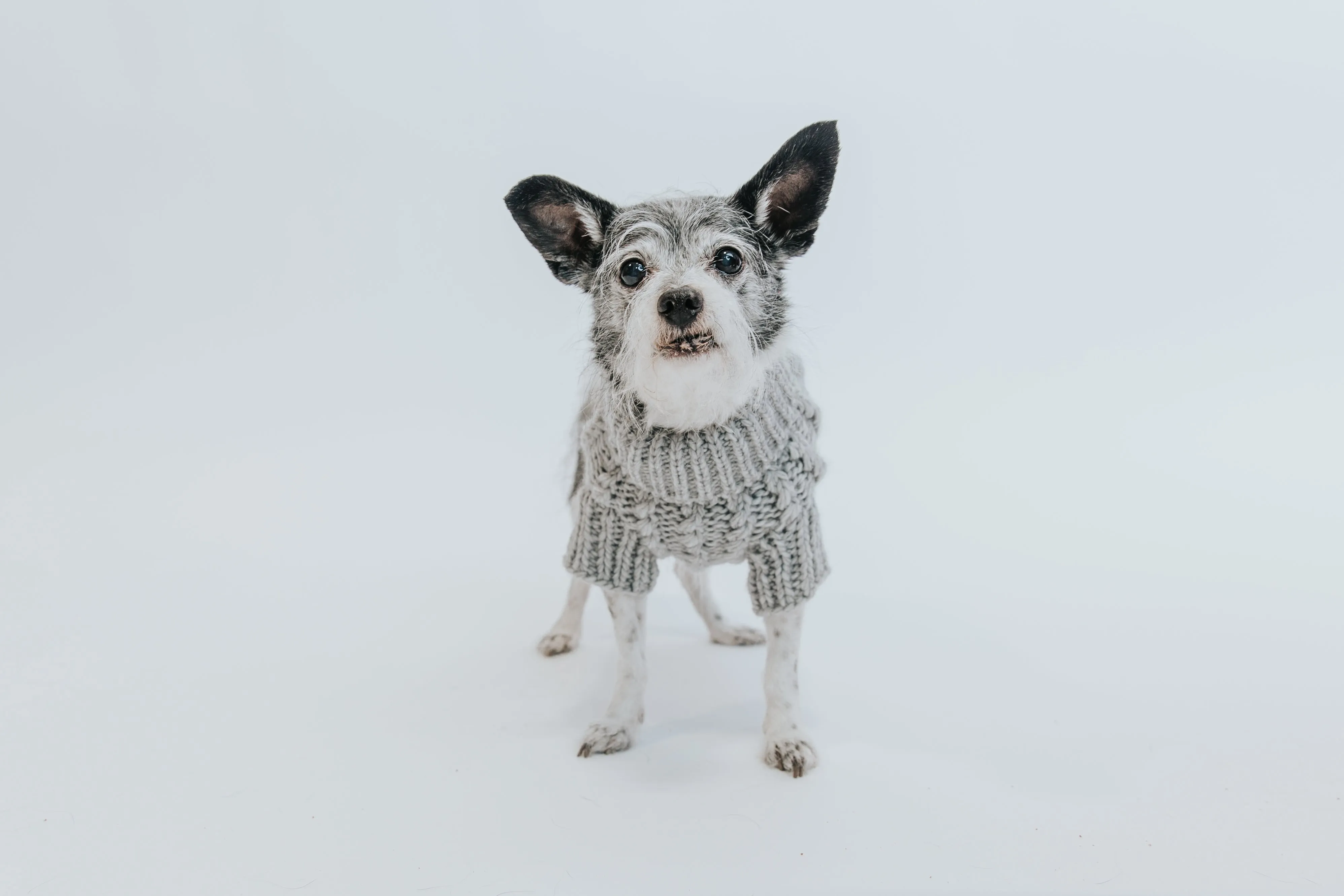 Dog Cable Knit Sweater - Gray