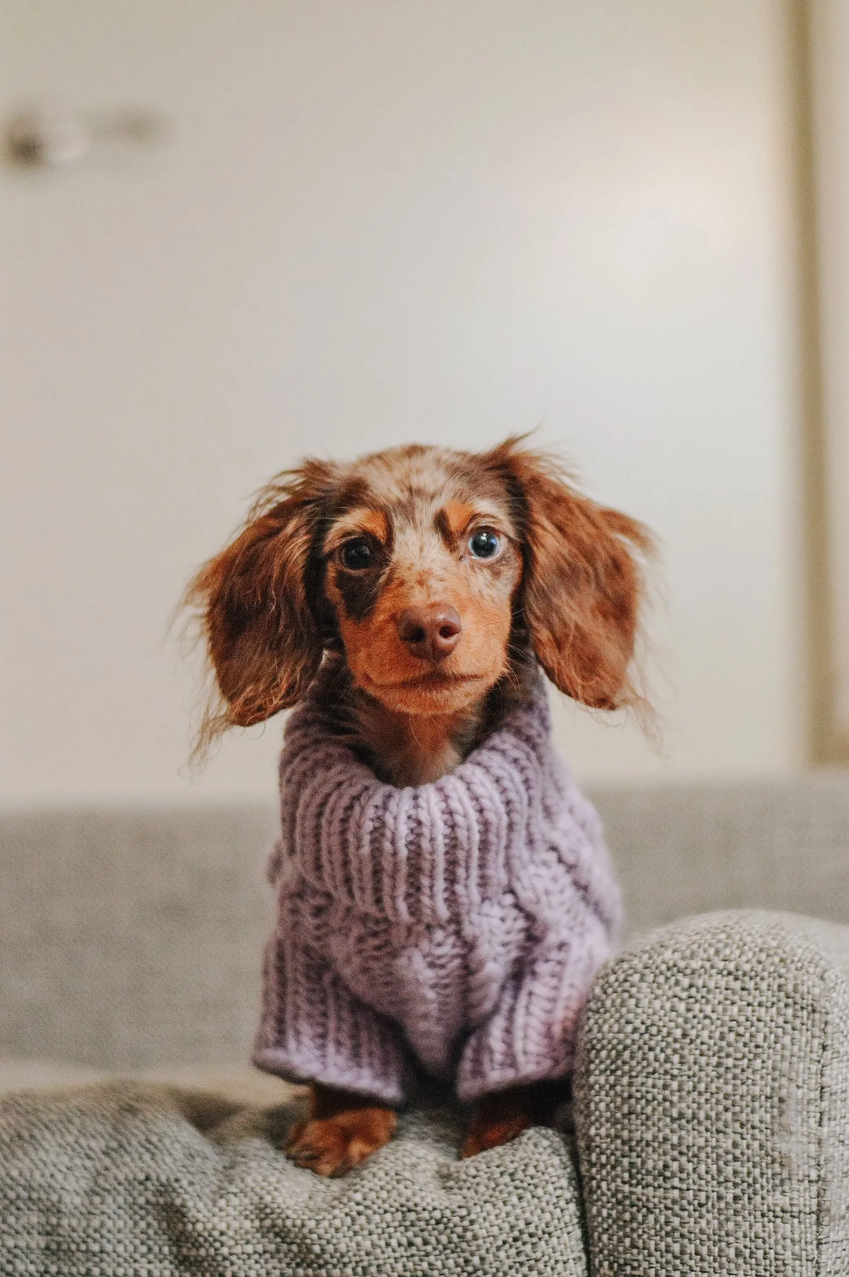 Dog Cable Knit Sweater - Lavender