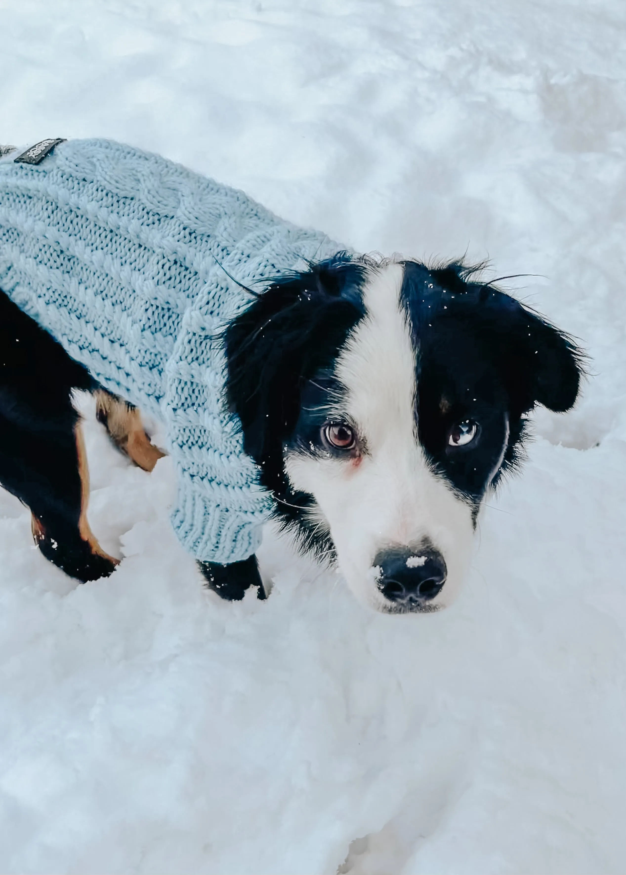 Dog Cable Knit Sweater - Light Blue