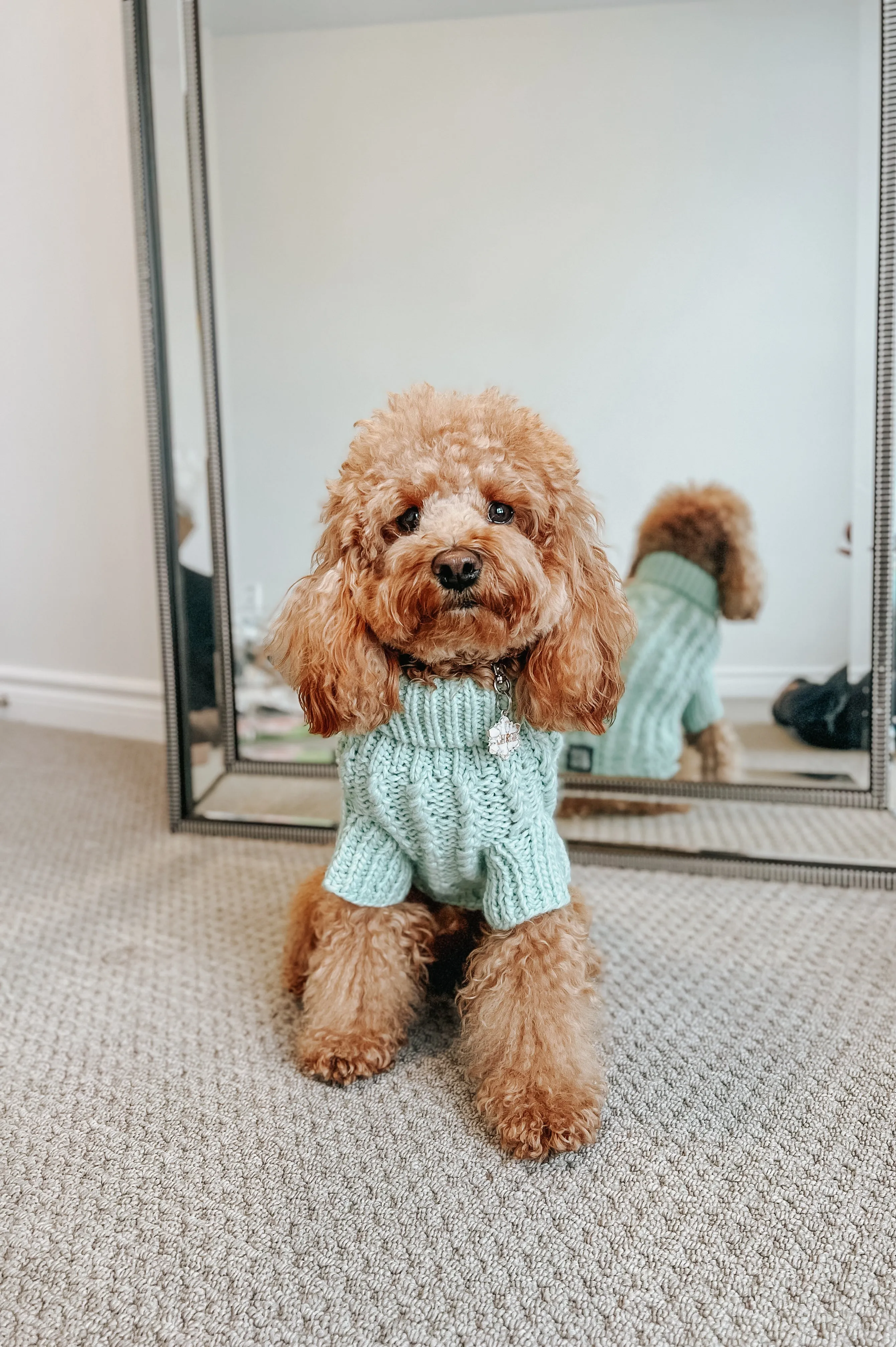 Dog Cable Knit Sweater - Mint