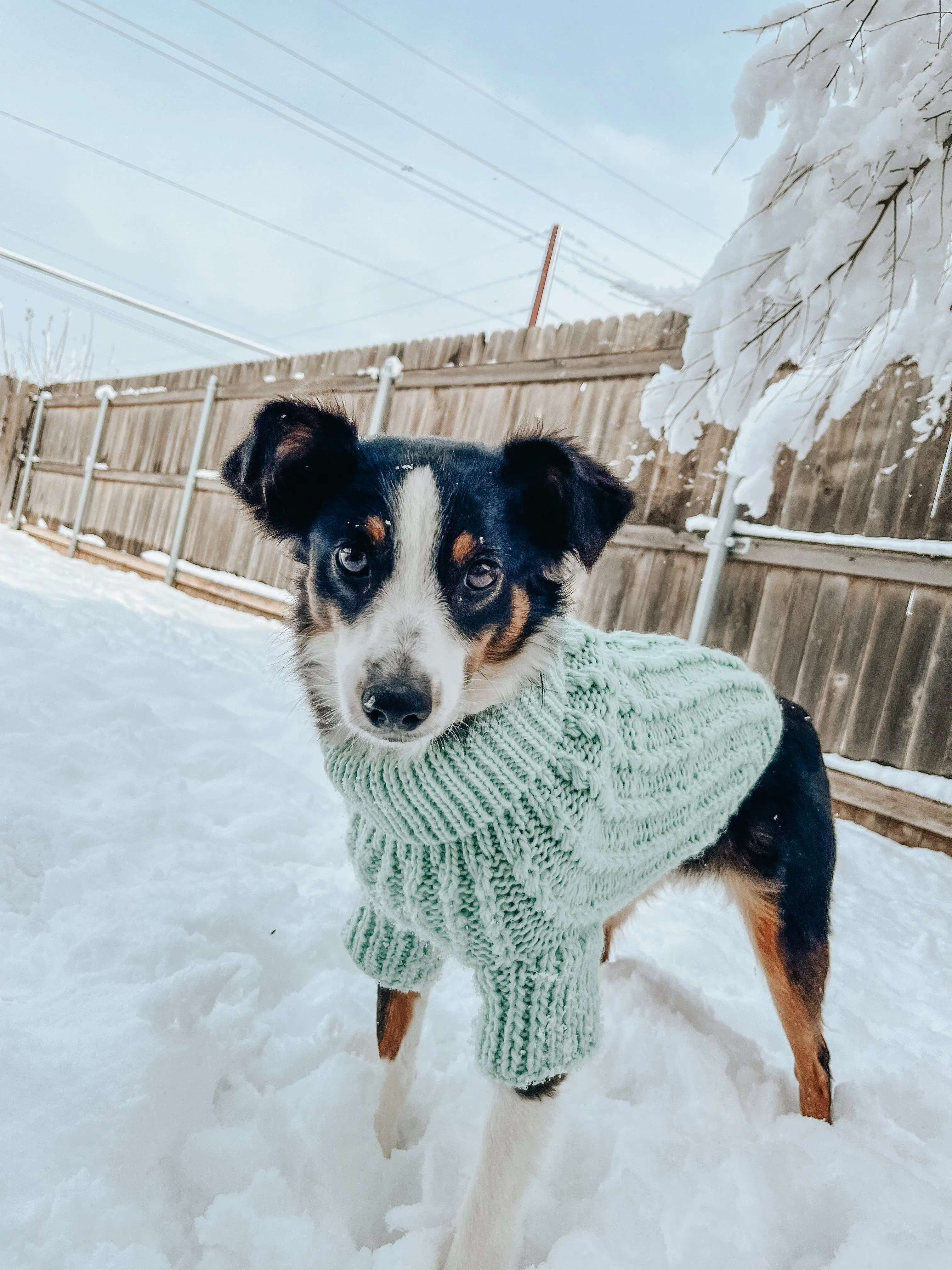 Dog Cable Knit Sweater - Mint