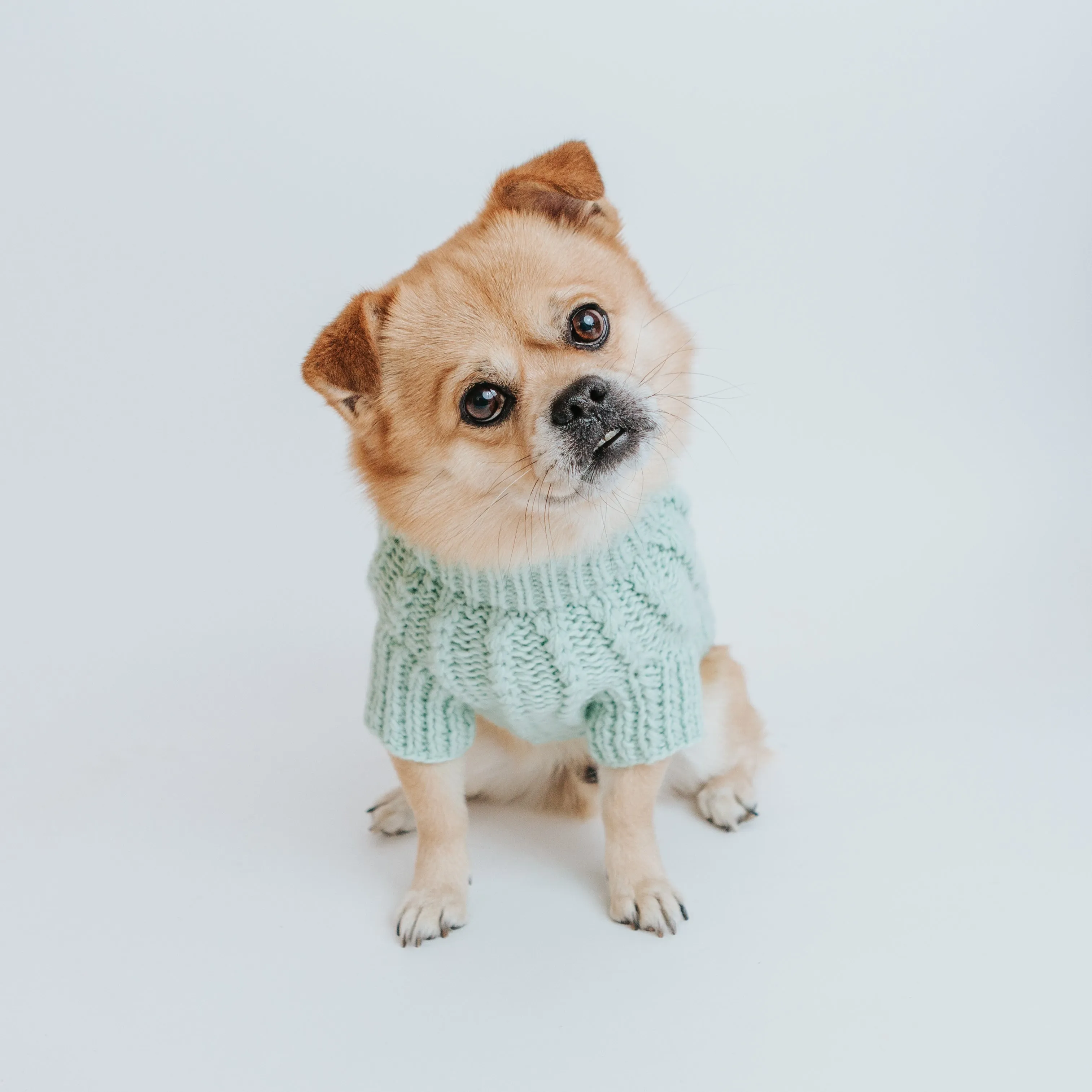 Dog Cable Knit Sweater - Mint