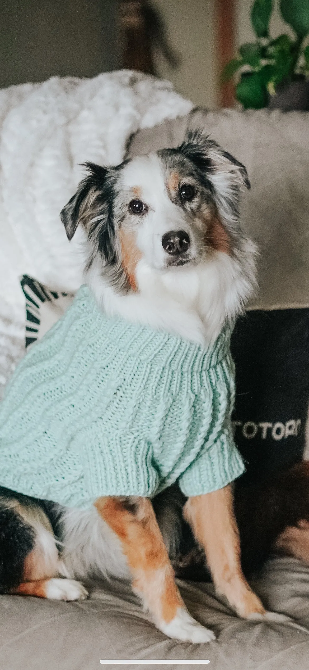 Dog Cable Knit Sweater - Mint