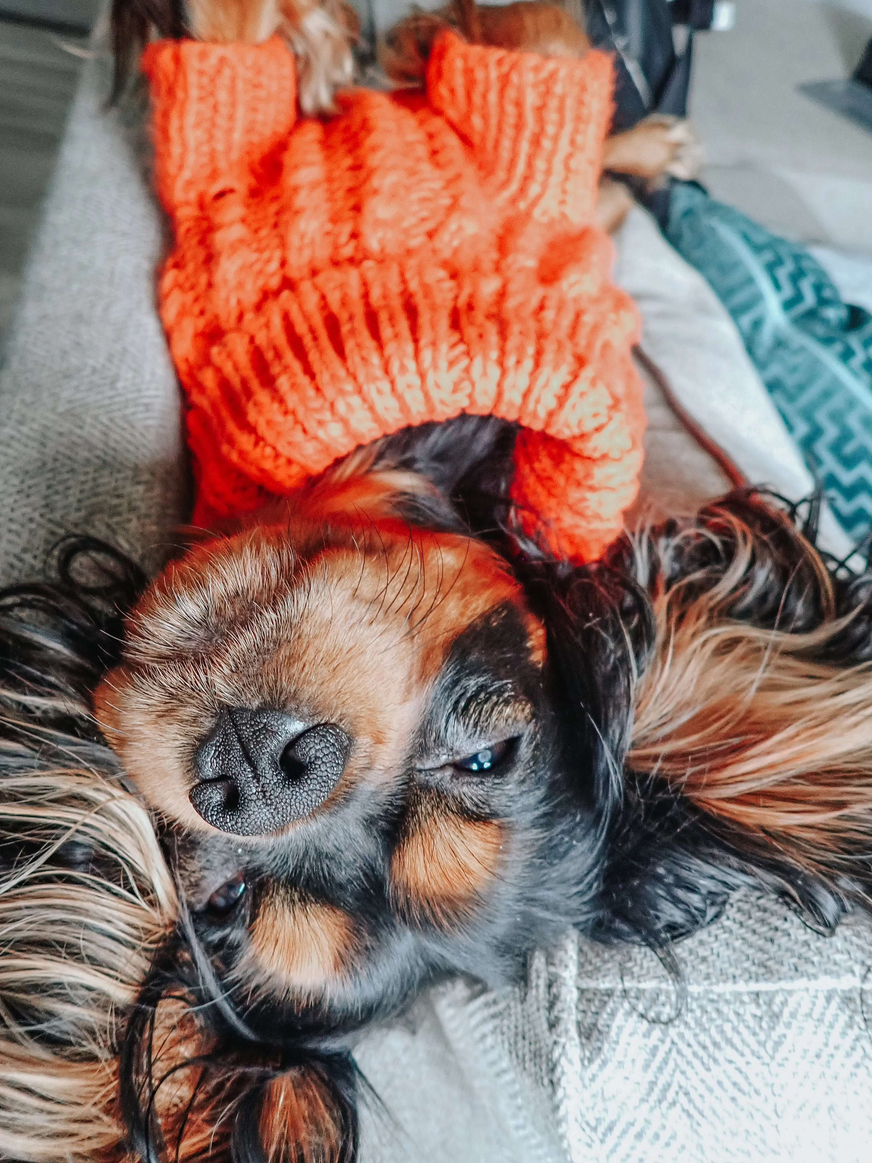 Dog Cable Knit Sweater - Orange