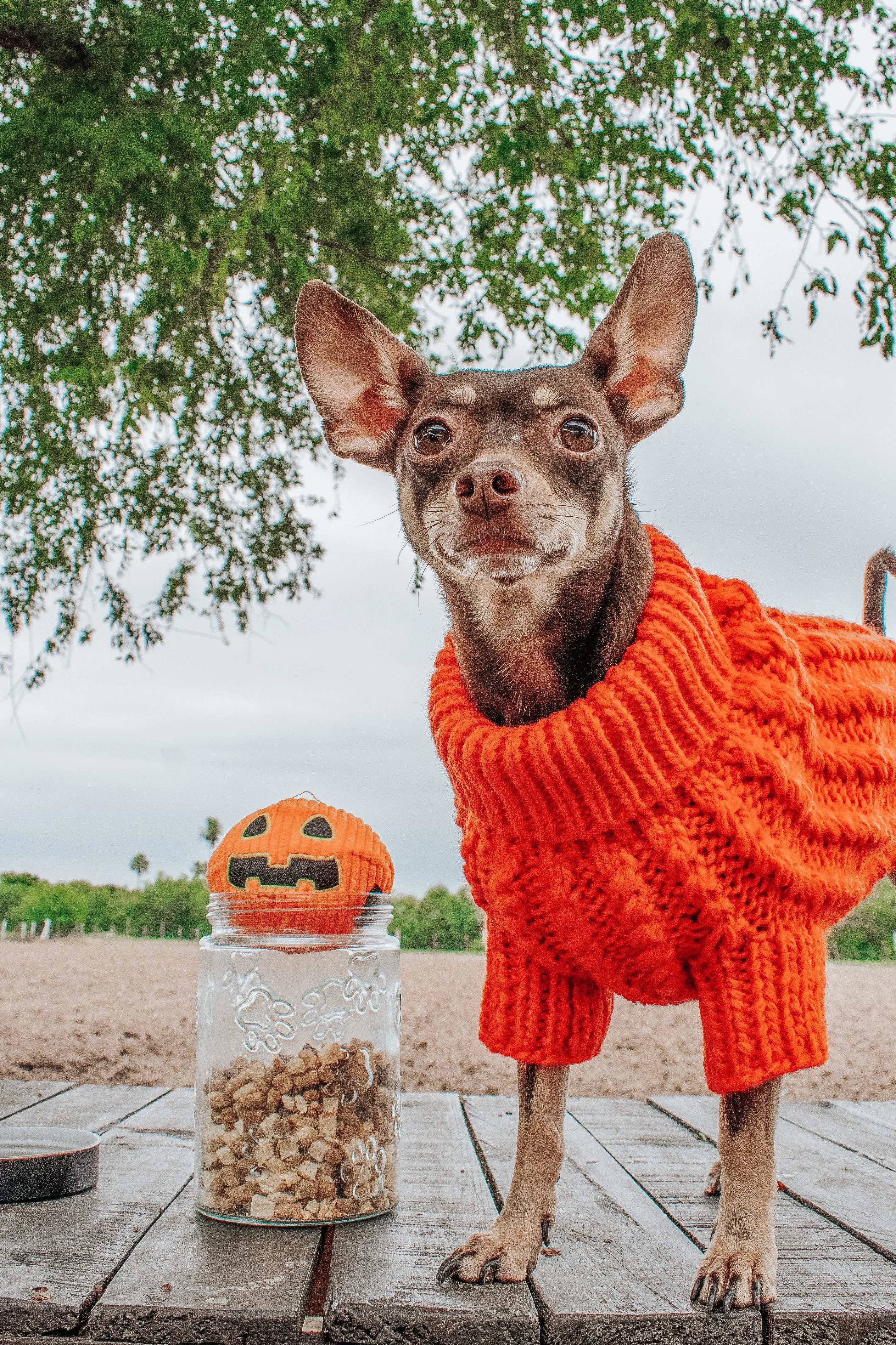 Dog Cable Knit Sweater - Orange