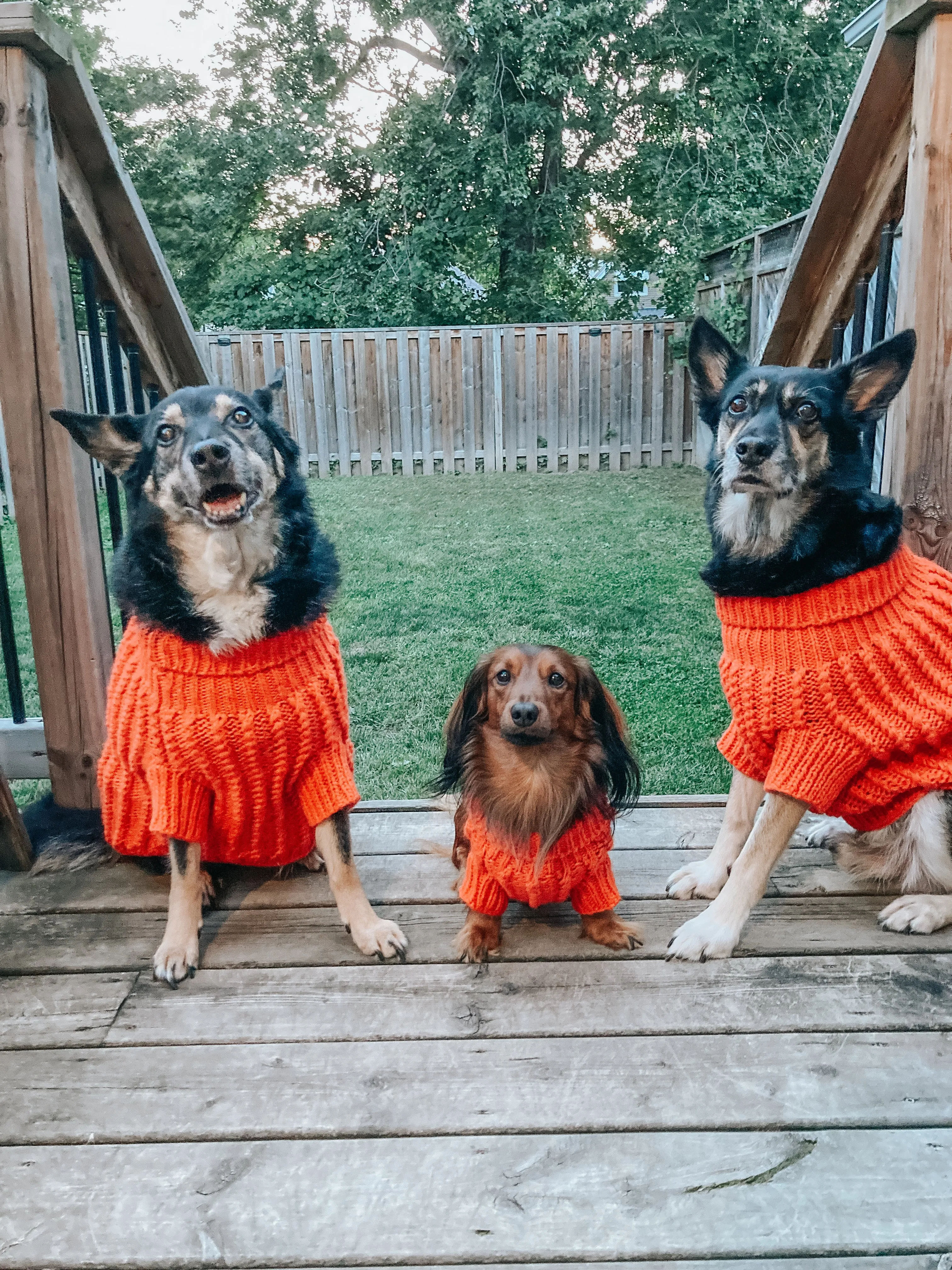 Dog Cable Knit Sweater - Orange