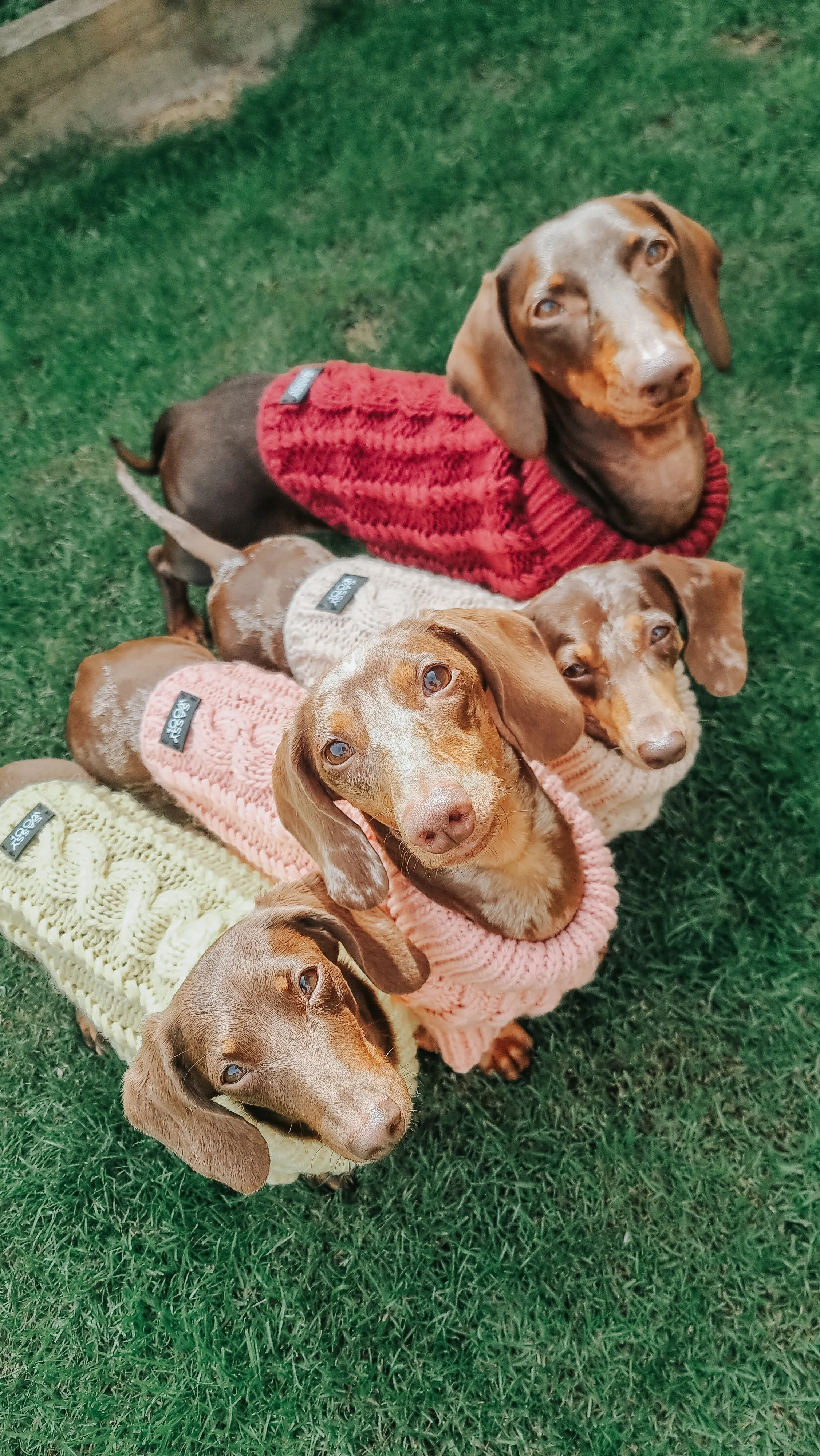 Dog Cable Knit Sweater - Pink