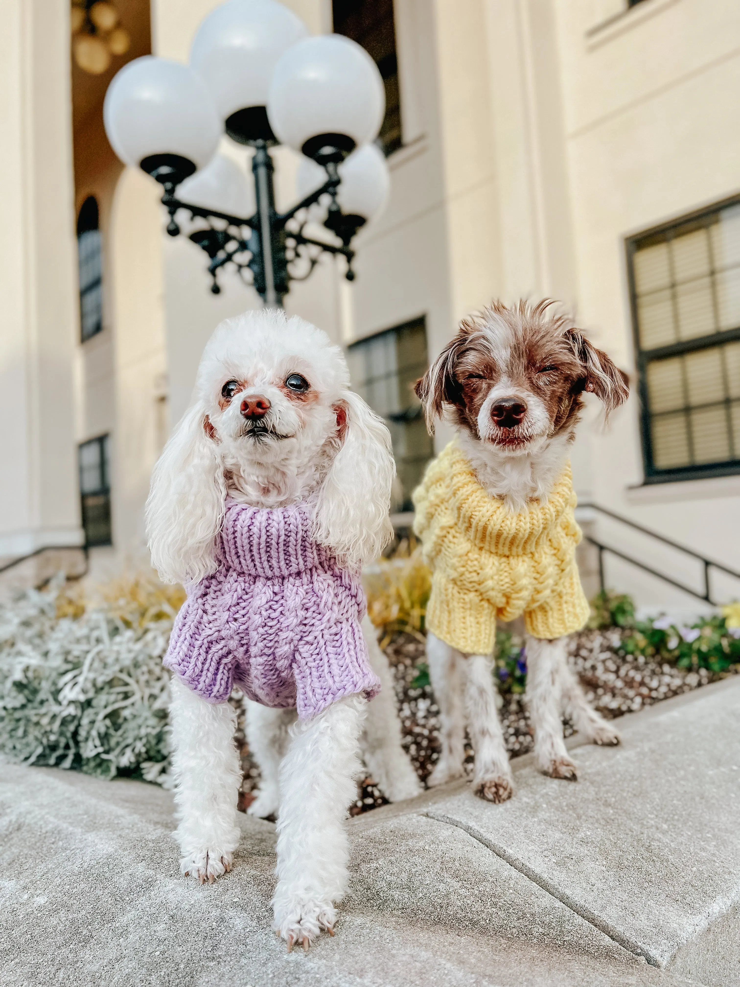 Dog Cable Knit Sweater - Yellow